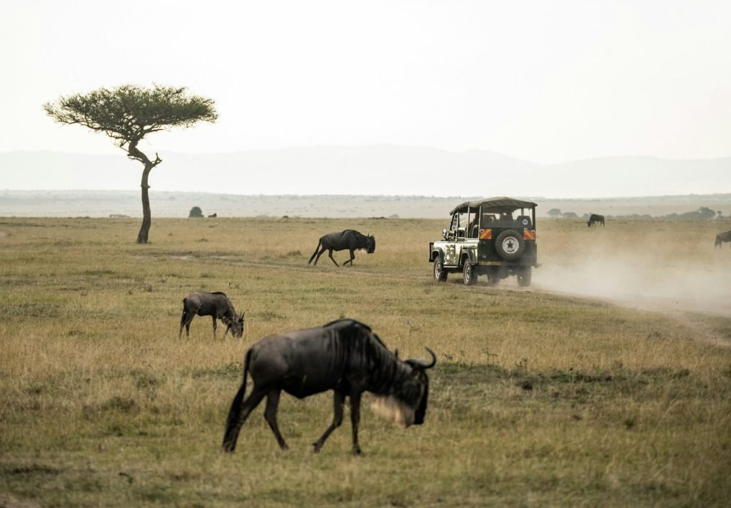 david-clode-YV_WwNH09cI-unsplash